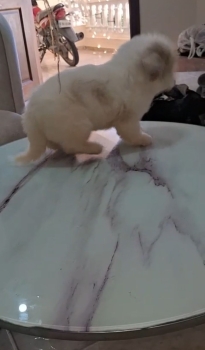 Oferta cachorro maltipoo macho  en santo domingo y vacuna al dia