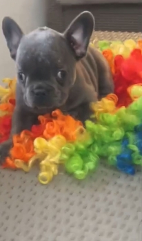 Oferta cachorro bulldog frances ambos sexo en santo domingo y vacuna a