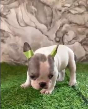 Oferta cachorro bulldog frances hembra en santo domingo y vacuna al di