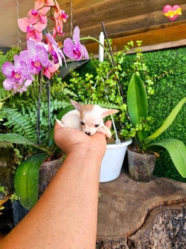 Oferta cachorro chihuahua mini mini hembra en santo domingo y vacuna a