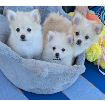 Cachorras pomerania pomeranian puppies.