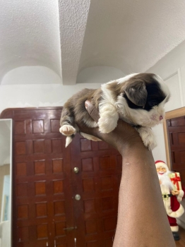 Oferta cachorro shipoo ambos sexo en santo domingo y vacuna al dia