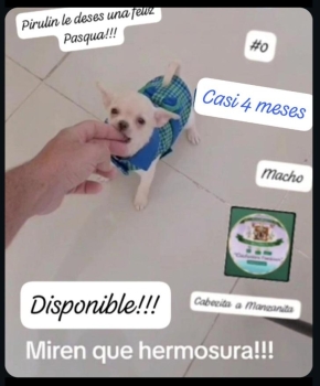 Chihuahua mini/toy 0 cabezita de manzanita