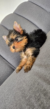 Oferta cachorro yorkie hembra en santo domingo y vacuna al dia
