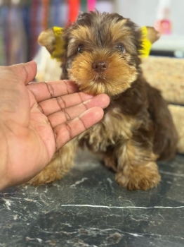 Yorkie  machos