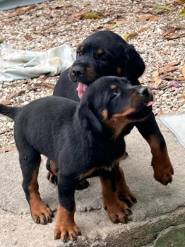Oferta cachorro rottwailer hembra con su vacuna al dia en santo doming