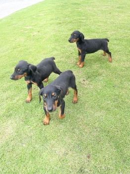 Oferta cachorro doberman ambos sexo en santo domingo y vacuna al dia