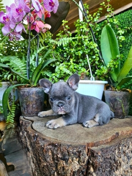 Oferta cachorro bulldog frances hembra en santo domingo y vacuna al di