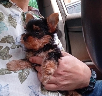 Oferta cachorro yorkie ambos sexo en santo domingo y vacuna al dia