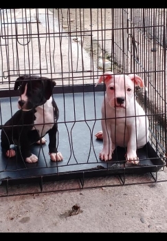 Oferta cachorro pitbull hembra en santo domingo y vacuna al dia