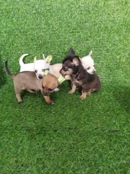 Oferta cachorro chihuahua  ambos sexo en santo domingo y vacuna al dia