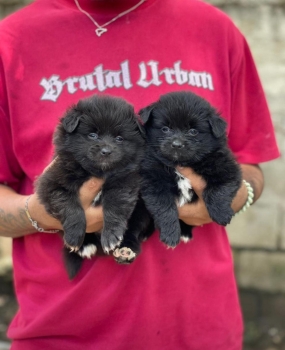 Mix pomerania ambos sexos