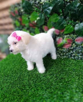 Oferta cachorro poodle caniche hembra en santo domingo con todo al dia