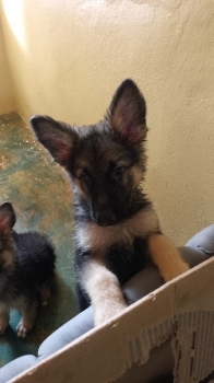 Oferta de 2 cachorro pastor aleman ambos sexo en ubicado en santo domi