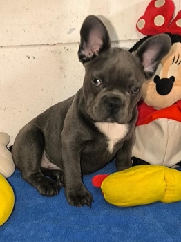 Oferta cachorro bulldog frances macho con su vacuna al dia en santo do