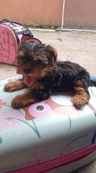 Cachorrito pequeño buscando hogar ????