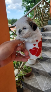 Shih tzu mini hembra y macho
