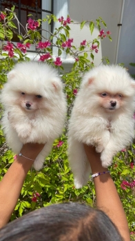 Pomerania calidad cara de oso machos