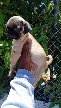 Oferta cachorro pug ambos sexo  en santo domingo y vacuna al dia