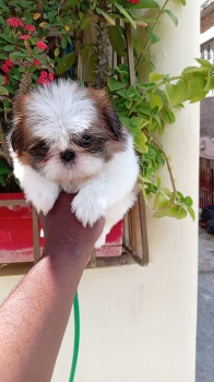 Oferta cachorro shih tzu macho en santo domingo y vacunados