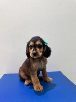 Oferta cachorro cocker spaniel hembra en santo domingo y vacuna al dia
