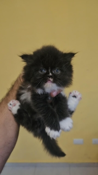 Oferta gatito persa hembra en santo domingo y vacuna al dia