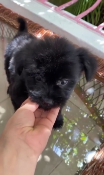 Oferta cachorro shipoo macho en santo domingo y vacuna al dia