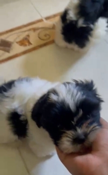 Oferta cachorro shih tzu ambos sexo en santo domingo y vacunados