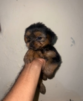 Oferta cachorro yorkie ambos sexo ubicada en santo domingo y vacuna al