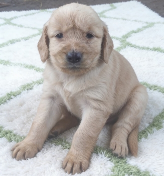 Oferta cachorro golden retriever ambos sexo en santo domingo vacunados