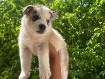 Oferta cachorro husky ambos sexo en santo domingo y vacuna al dia