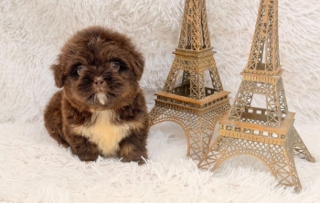 Maltipoo macho
