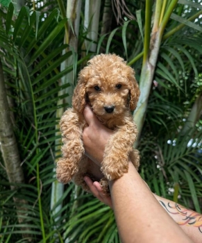 Goldendoodle ambos sexos