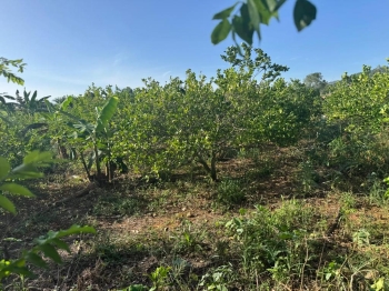 Finca de 22 tareas sembradas de limón y ideal para casa campestre en m