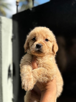 Oferta cachorro golden retriever ambos sexo en santo domingo vacunados