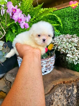 Oferta cachorro shih tzu ambos sexo en santo domingo y vacunados