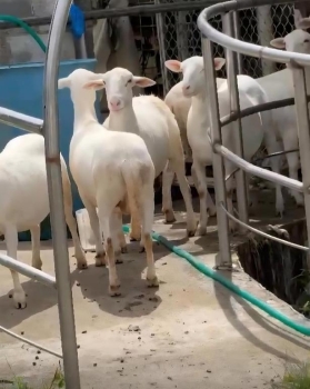 Ovinos a la venta katadin pura