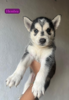 Oferta cachorro husky ambos sexo en santo domingo y vacuna al dia