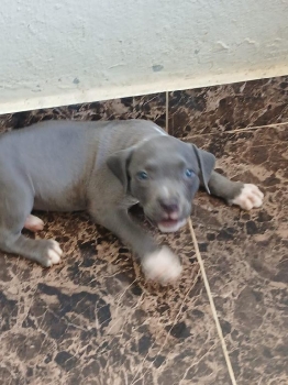 Oferta cachorro pitbull ambos sexo en santo domingo y vacuna al dia