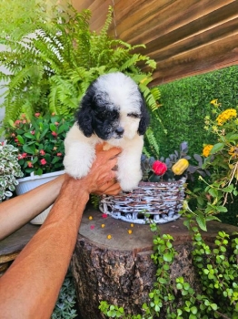 Oferta cachorro shipoo ambos sexo en santo domingo y vacuna al dia