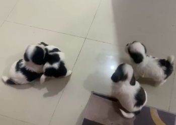 Oferta cachorro shih tzu macho en santo domingo y vacunados
