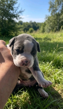 Oferta cachorro pitbull hembra en santo domingo y vacuna al dia