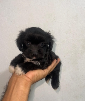 Oferta cachorro shipoo hembra en santo domingo y vacuna al dia