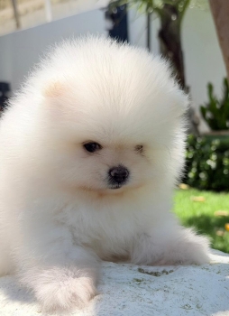 Na pequeña joya blanca nacida para enamorar.