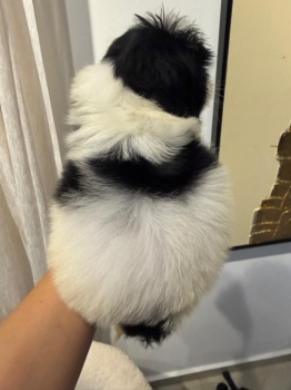 Oferta cachorro shih tzu macho en santo domingo y vacunados