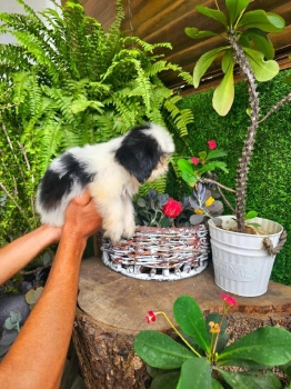 Oferta cachorro shih tzu macho en santo domingo y vacunados