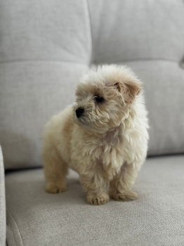 Maltipoo machos