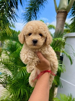 Poodle toy macho