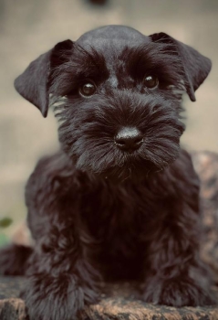 Schnauzer hembras