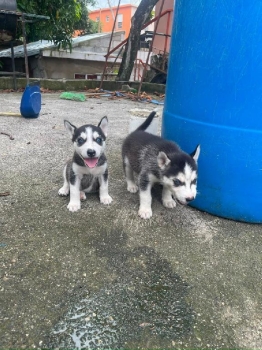 Oferta cachorro husky ambos sexo en santo domingo y vacuna al dia